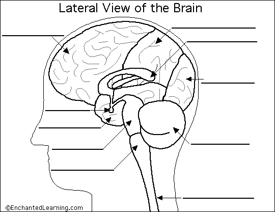 blank left brain diagram