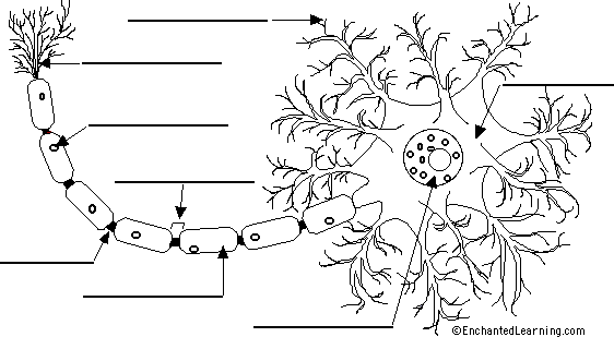 labeled neuron