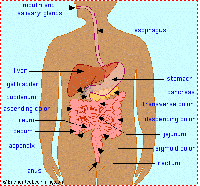 digestive system diagram for kids to label