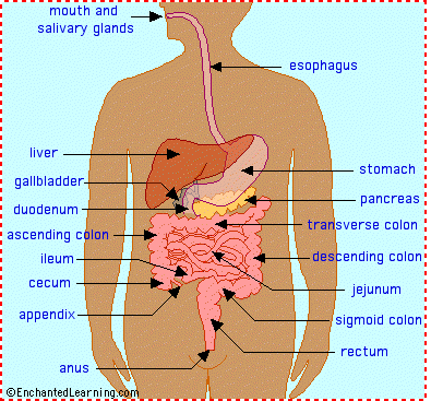 digestive system diagram mouth