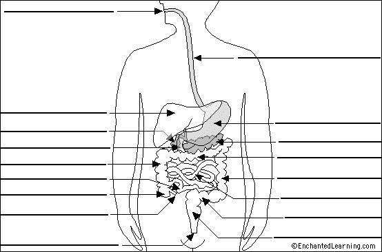 Search result: 'Label Digestive System Diagram Printout'