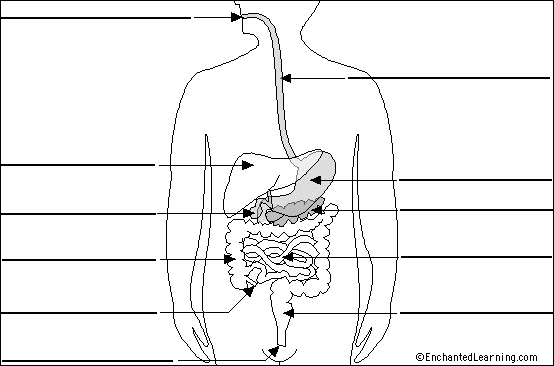 human digestive system diagram without labels