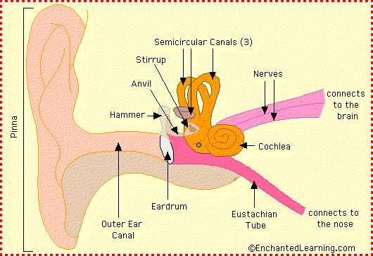 Ear Anatomy Diagram Enchantedlearning Com