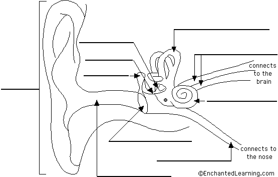 ear diagram to label