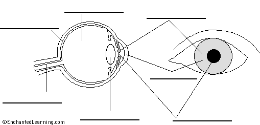 eye diagram blank