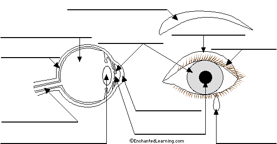 diagram of the eye without labels