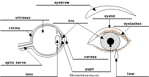 Eye Anatomy Diagram - EnchantedLearning.com eye diagram to label printable 