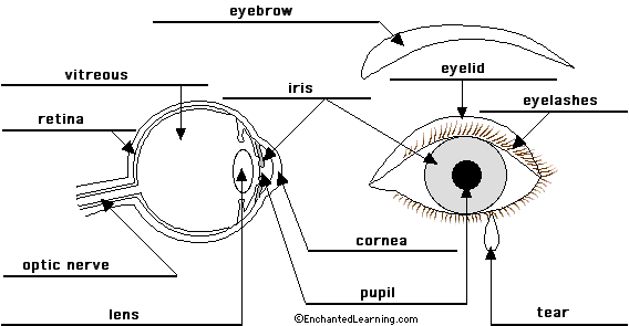 eye anatomy coloring page