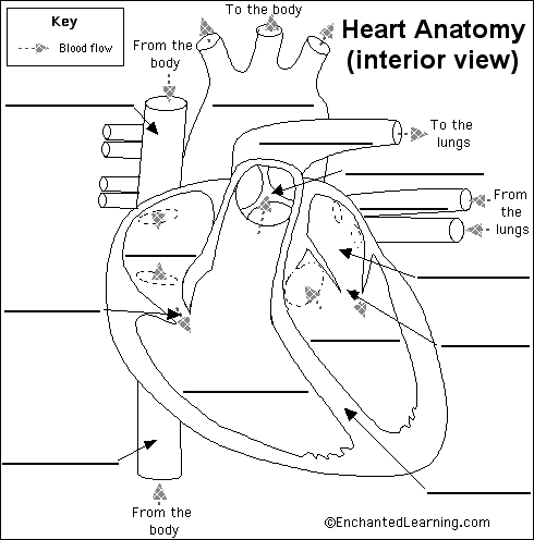 blank human heart diagram