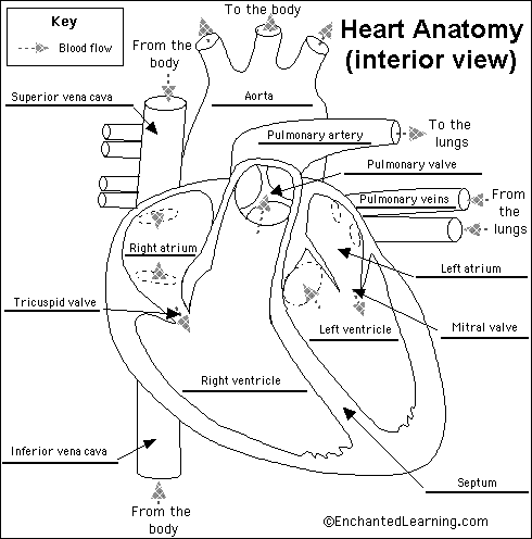 heart diagram labeled