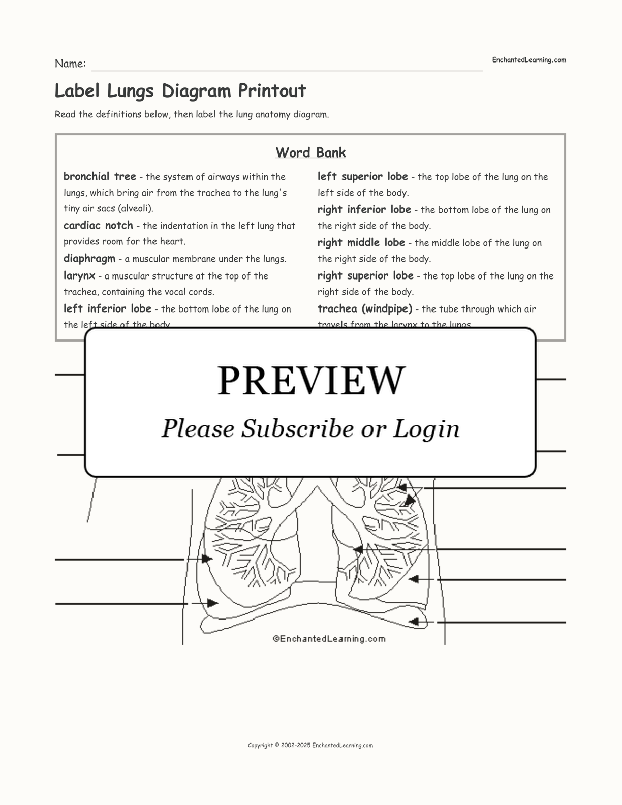 respiratory system diagram worksheet with word bank