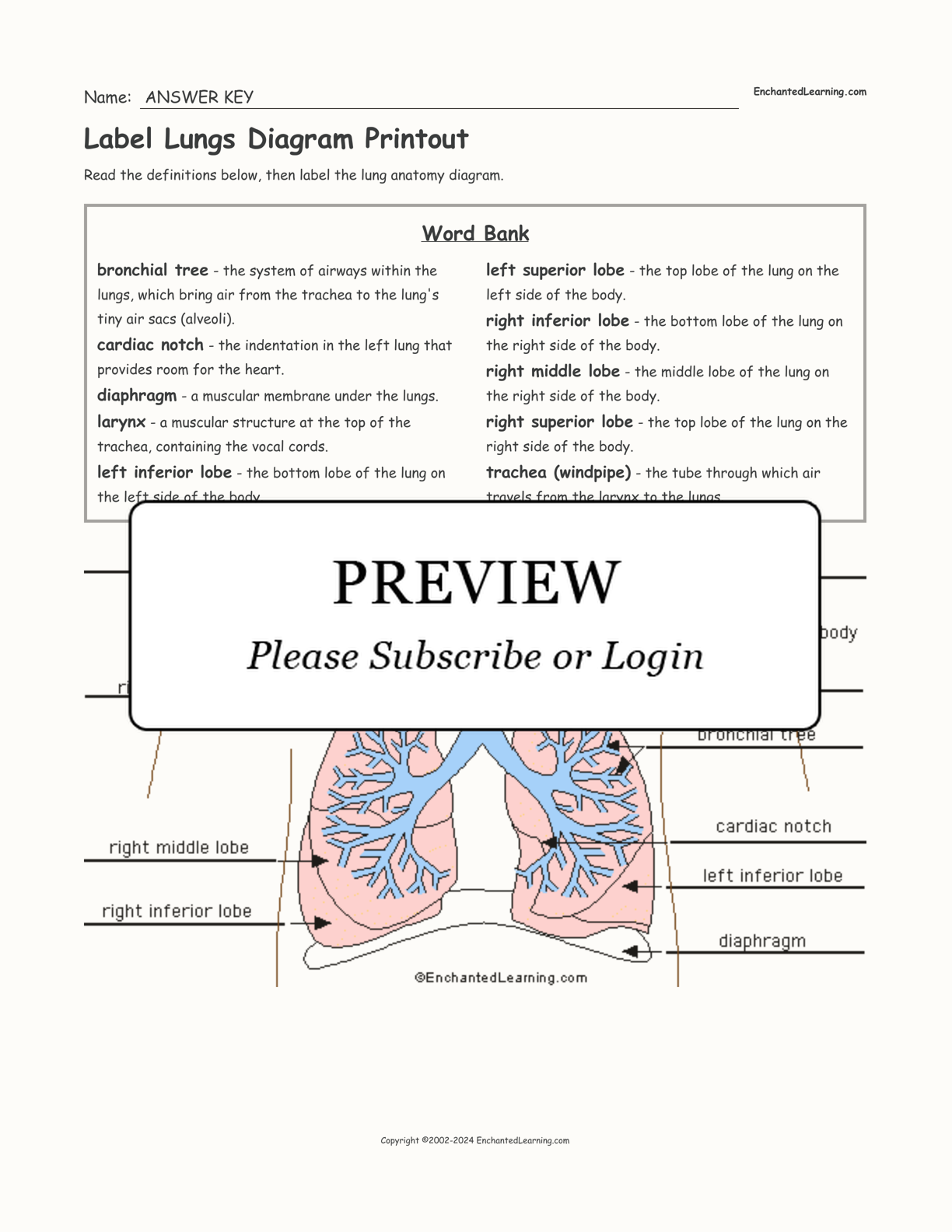 lungs drawing labeled