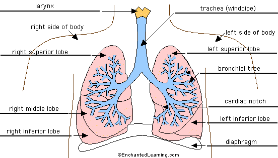 respiratory anatomy diagram