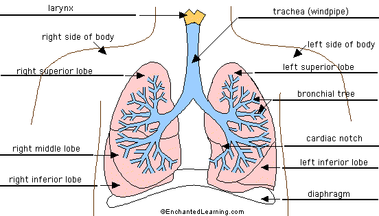 Lungs diagram