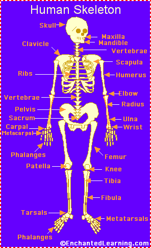 bones of the body worksheet