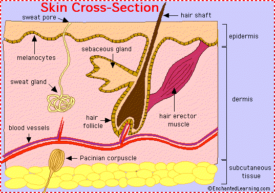 Skin Anatomy Enchantedlearning Com