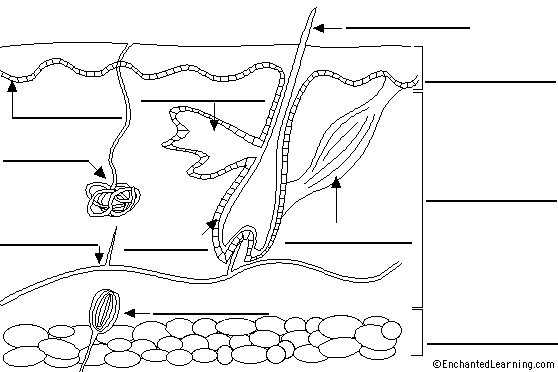 human skin diagram without labels