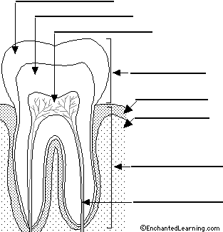 Label Tooth Printout - EnchantedLearning.com