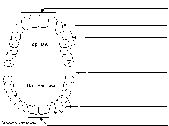 Mouth with labels for the teeth, gums, roof of the mouth, bottom of the  mouth, tongue, and inside of cheek - Media Asset - NIDDK