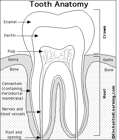 anatomy of teeth dental