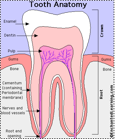 premolar teeth diagram