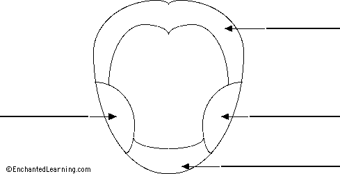 tongue taste coloring page