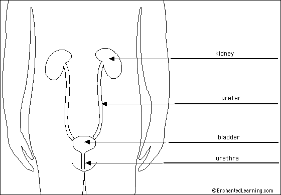 urinary System