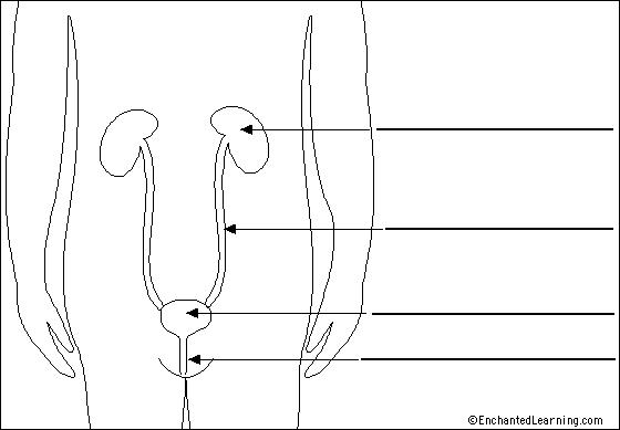 blank excretory system diagram