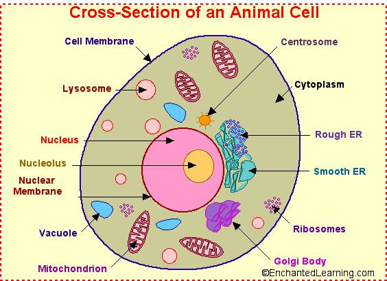 cell membrane animal cell