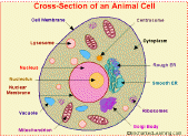 Jello Animal Cell Craft Enchanted Learning Software