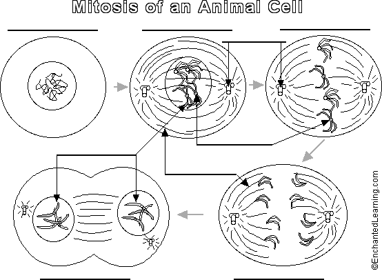 stages of mitosis in animal cells