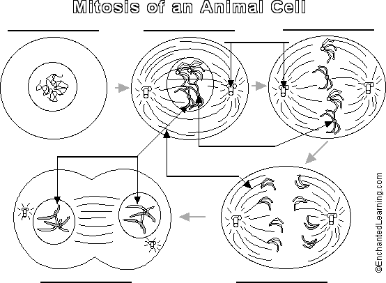 Animal Cell Mitosis Label Me! Printout