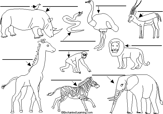 African animals to label