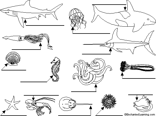 Ocean animals to label