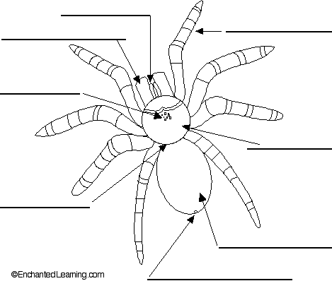 arachnida anatomy