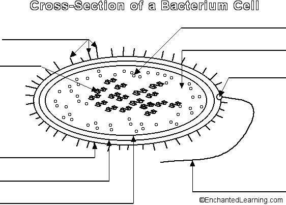 Label the Bacterium Cell - EnchantedLearning.com