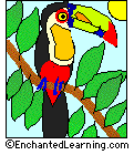 Search result: 'Keel-billed Toucan'