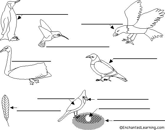 Label birds