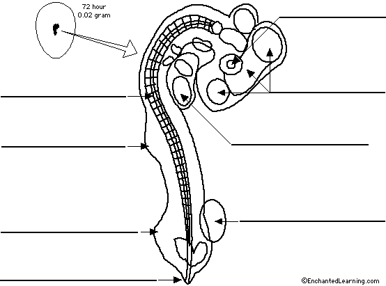 Label chick embryo