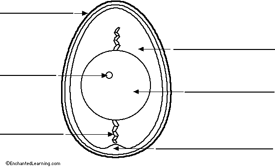 Label chicken egg