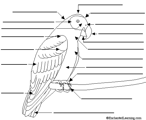 external bird anatomy to label