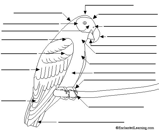 bird external anatomy