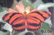 banded orange butterfly