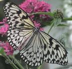 Search result: 'Butterfly Glossary: R'
