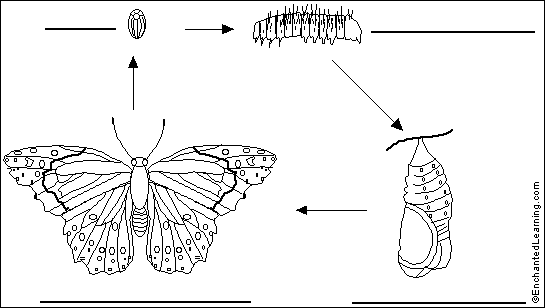 Butterfly Life Cycle to label