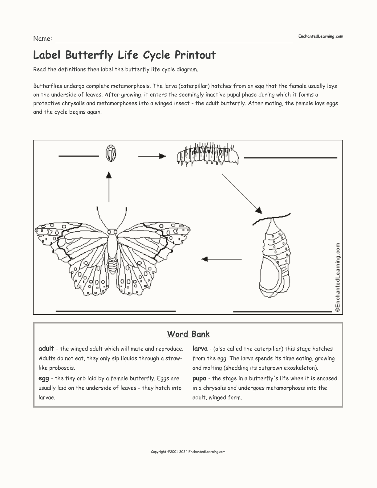 BUTTERFLY PLATE LIFE CYCLE | DIY BOSTIK