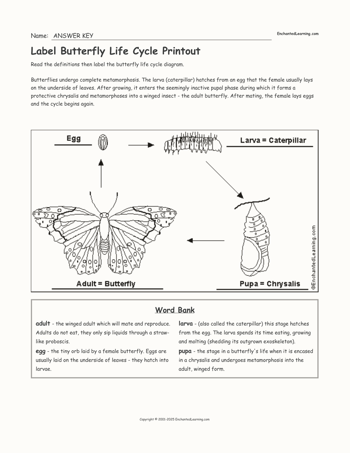 insect life cycle diagram