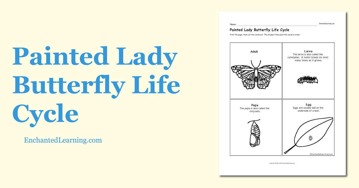 life cycle of a painted lady butterfly