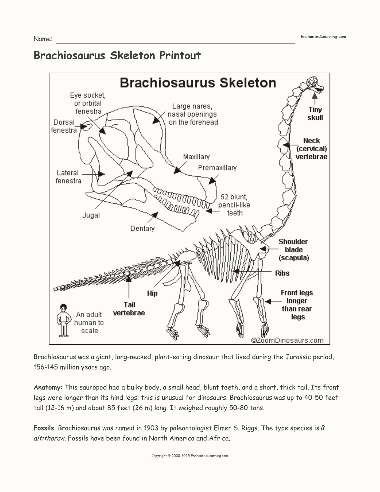 brachiosaurus-skeleton-printout-enchanted-learning