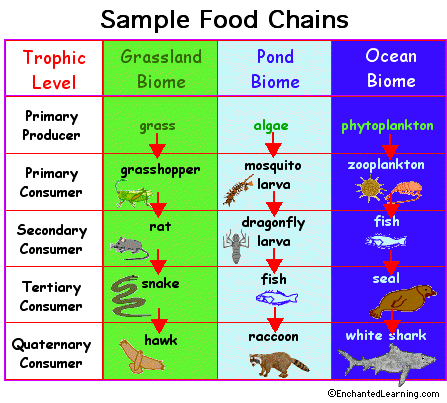 food web with trophic levels